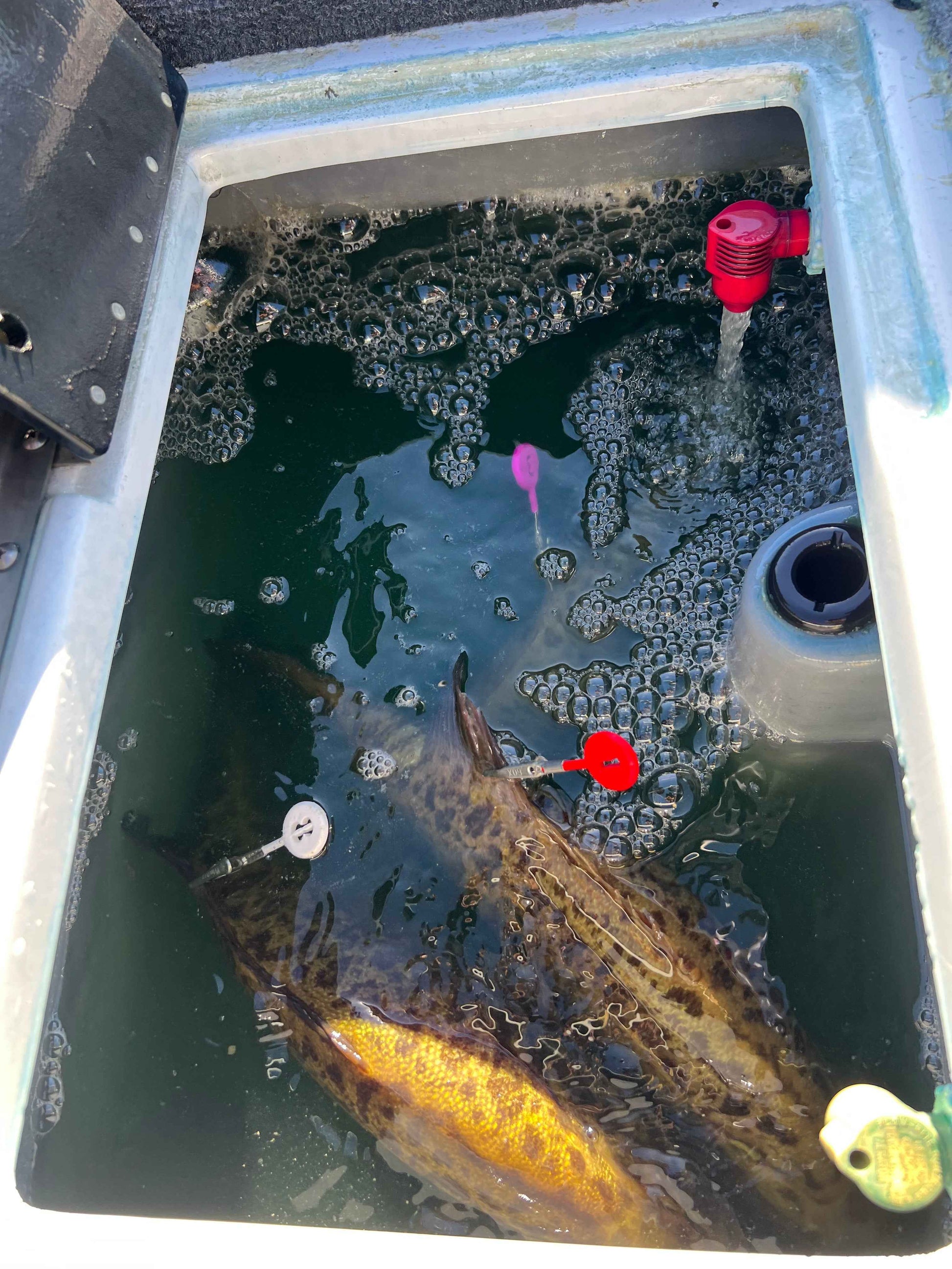 DD26 Fishing CULL ID tags